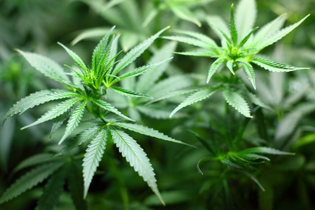 Germany announces plans to legalize recreational cannabis – JURIST