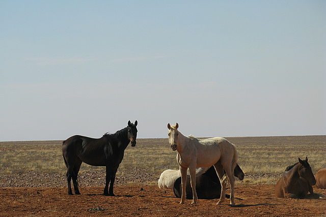 Australia court dismisses challenge to horse culling in Victoria parks – JURIST